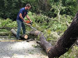 Trusted South Lockport, NY Tree Removal Experts