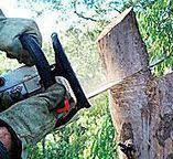 Best Commercial Tree Services  in South Lockport, NY