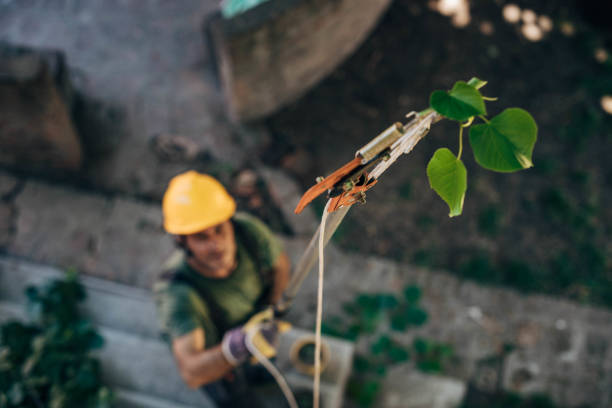 Best Hazardous Tree Removal  in South Lockport, NY