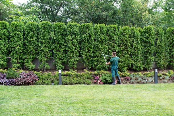 Best Tree Disease Treatment  in South Lockport, NY
