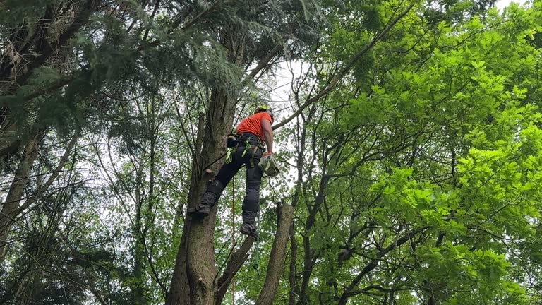 Tree and Shrub Care in South Lockport, NY