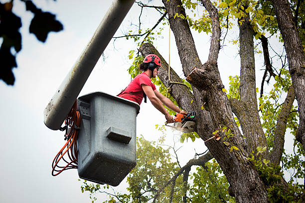 How Our Tree Care Process Works  in  South Lockport, NY