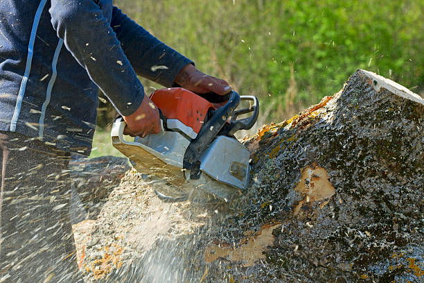 Best Arborist Consultation Services  in South Lockport, NY