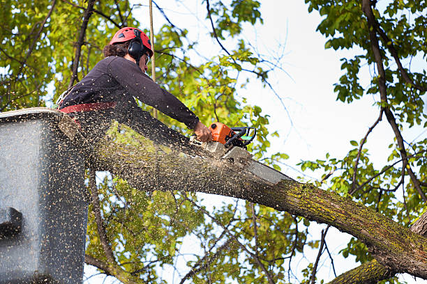 Best Utility Line Clearance  in South Lockport, NY